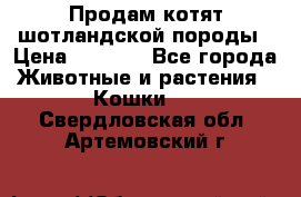 Продам котят шотландской породы › Цена ­ 2 000 - Все города Животные и растения » Кошки   . Свердловская обл.,Артемовский г.